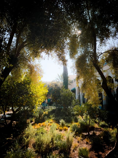 Hotel garden under the trees